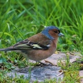 Buchfink (Fringilla coelebs)